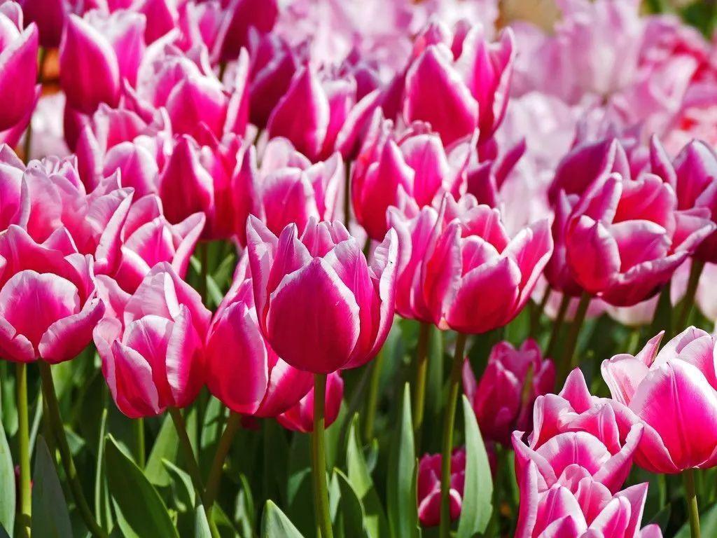 未来一个月,9种花就是抢手货,不养亏大了!