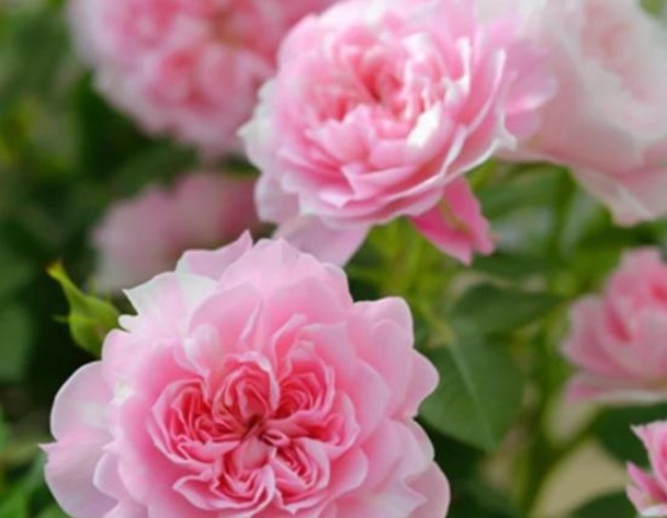 铃之妖精一款大花微月 微月中浓郁香味带有老玫瑰的花香味 粉紫色