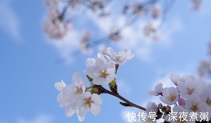 虎年|进入1月，贵人运势强大，受伯指点与提携的生肖