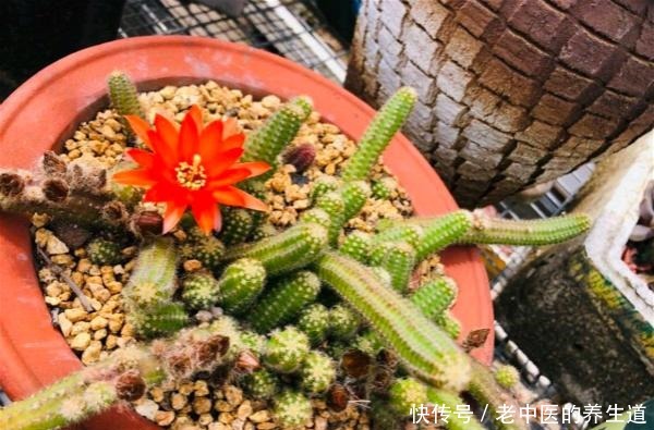 比玉坠还能长的多肉,夏天开花真漂亮,挤爆花盆很轻松!