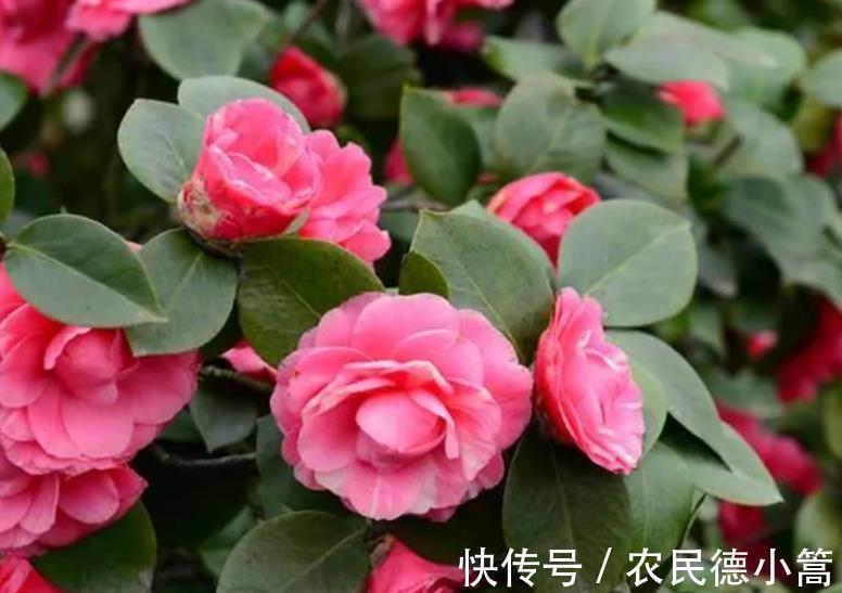 3种花生长进入快车道,赶紧喂点大补肥,快速分化花芽开花多