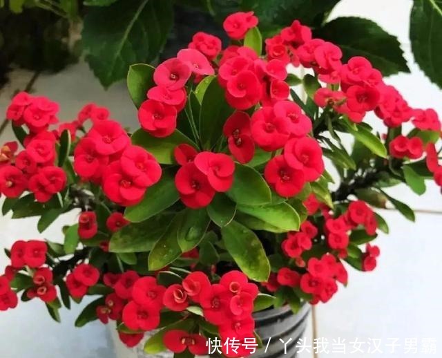 6种花净化空气效果好,放卧室特养人,睡得还香!