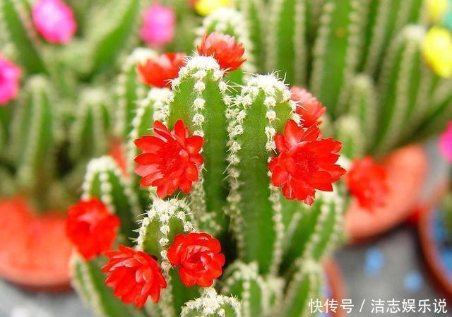 浇水|仙人掌都能养死,那你真是个“高手”,是不是“勤快”用错地方了