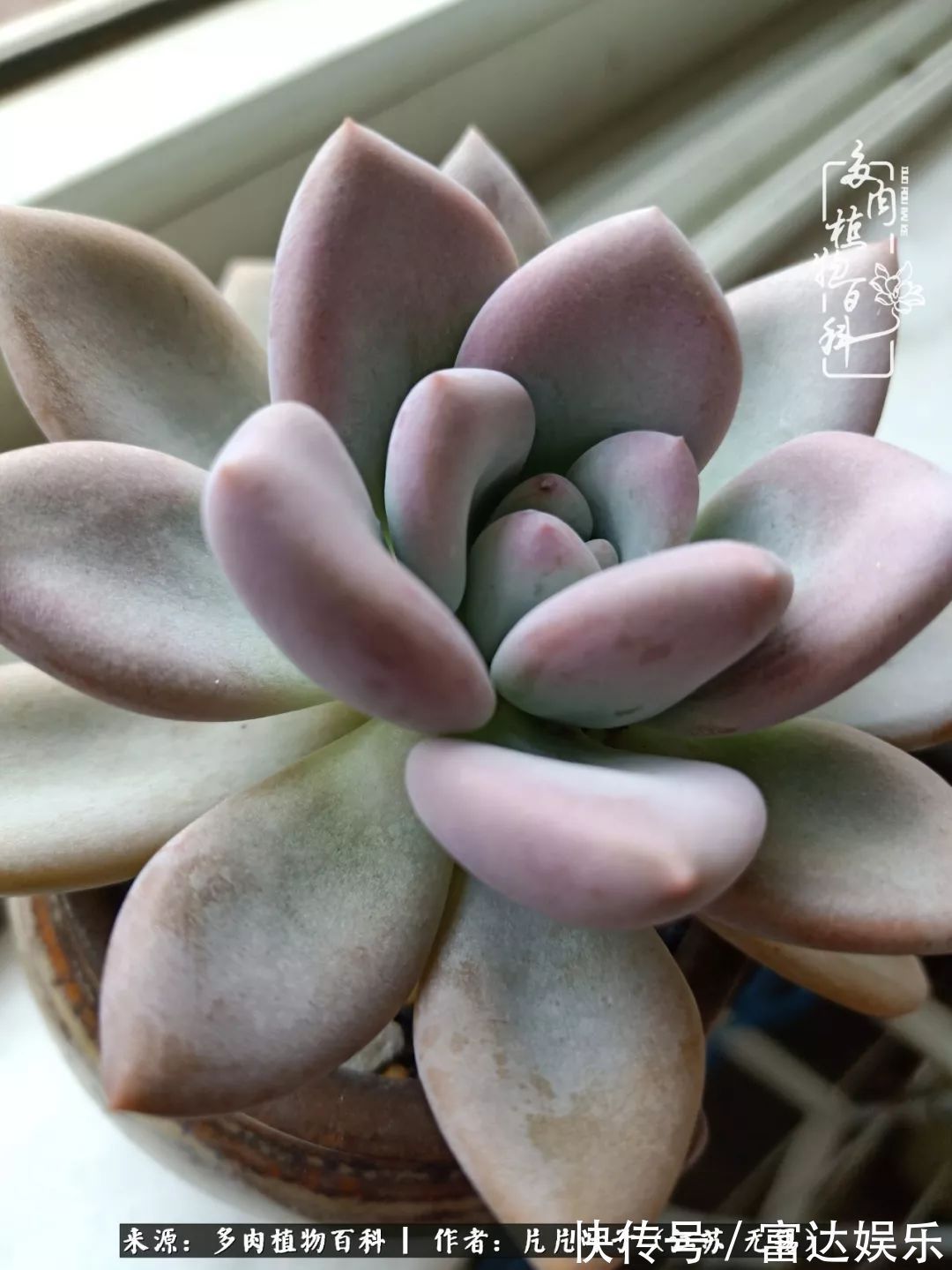 养肉路上,累并快乐着!时光不语,静待花开!