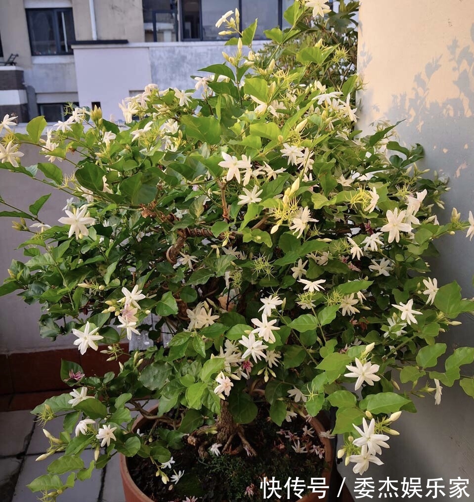 茉莉花养成“老桩”,1次开花上百朵,满园花香,技巧有4个