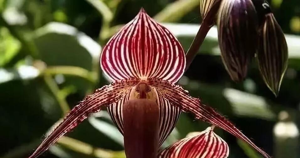 世界上最贵的6种花,植物界的“无价之花”,看看你认识几种