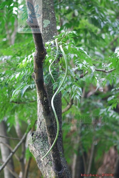 接骨凉伞,见过吗?散瘀消肿。外用治跌打、骨折