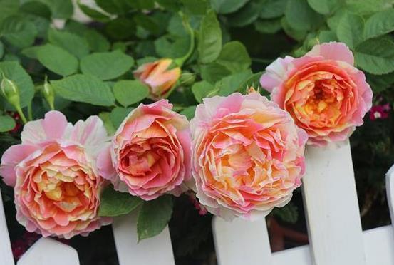 喜欢菊花，不如养盆彩蝶，花开清香扑鼻，花姿优雅，太美了