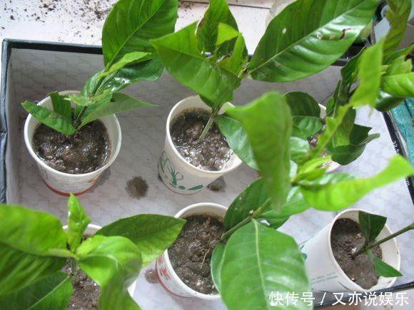 6月扦插“2种花”刚好，20天生根，3个月上盆，开花多，又香又美