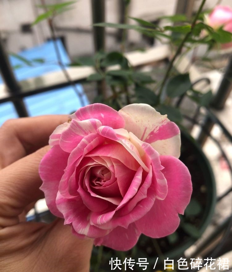 喜欢菊花,不如养盆“三角梅”,盛开的花盆,绚丽多姿