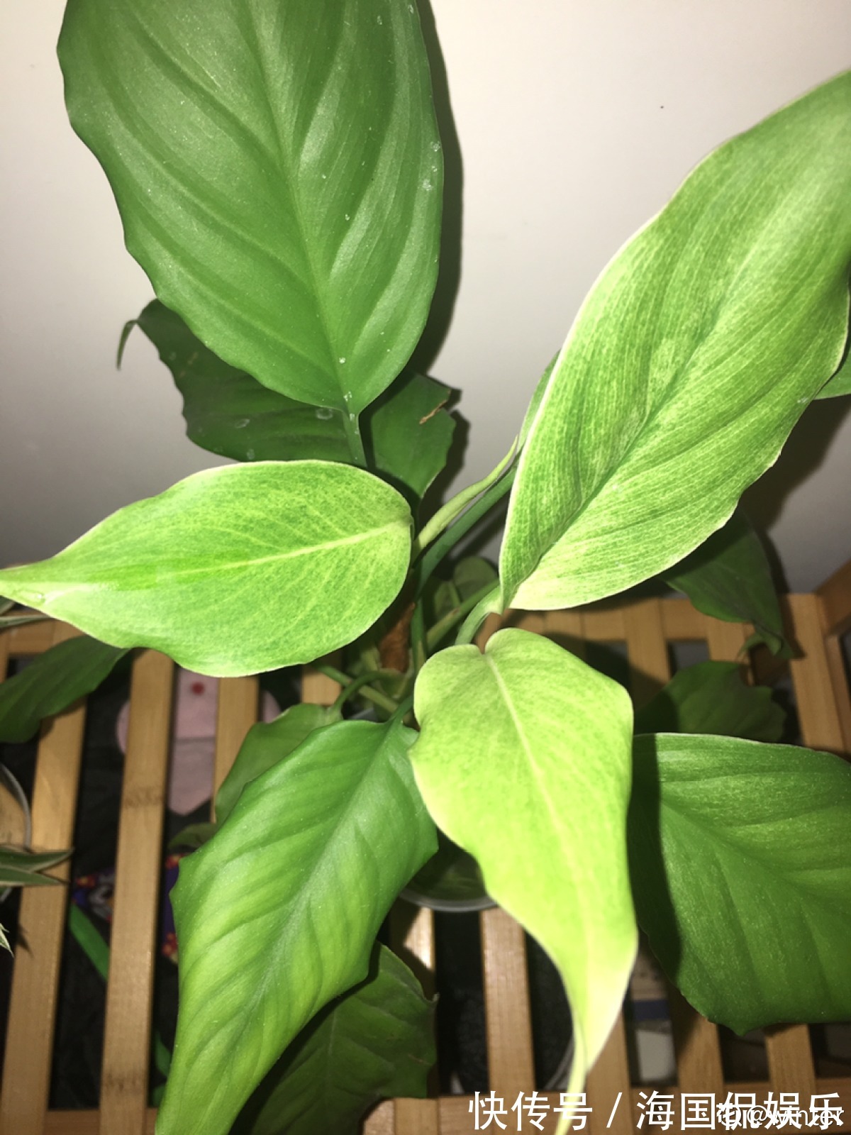 花花|家里光不好,就养10种耐阴绿植,叶子比花还要美