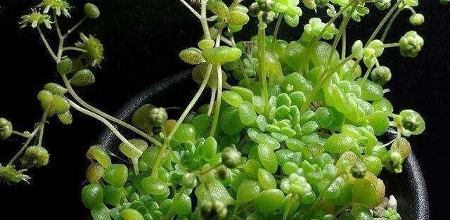 植株|这几种奶萌奶萌的治愈系小巧多肉,你家里有吗