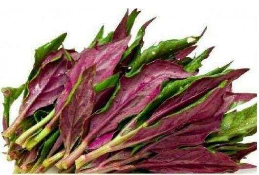 止血|农村人常见的野菜,各种炎症的克星,清热止血、补血补气