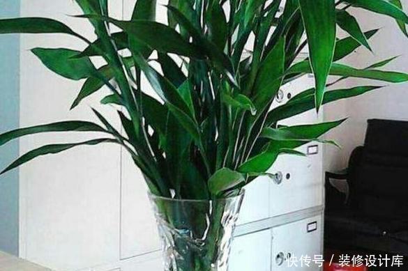 植株|养花别再买多菌灵了,用它来代替,植株生根快,还能省下不少钱