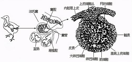 一文看懂：鸡屁股有没有毒？到底能不能吃？