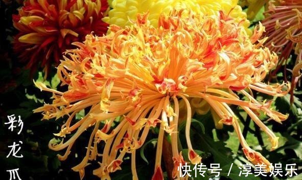 喜欢菊花，不如养盆“十大名菊”彩龙爪，犹如皇阿玛，花型奇特