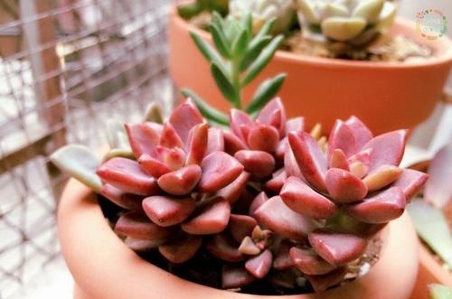 什么多菌灵都不如这种药水,养花生根快,还能延长花期!