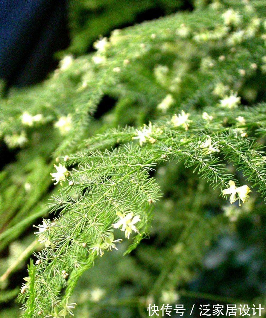 枝繁叶茂|文竹黄叶和4点有关，掌握要点后，苗壮叶肥还漂亮