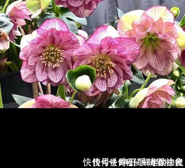 名字|被名字耽误的“三种花”,颜值高又皮实,放角落也能自己长