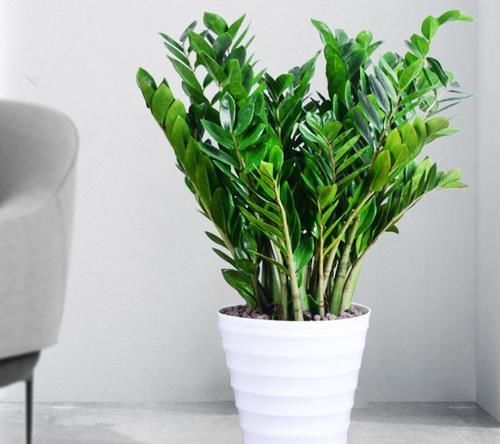 客厅里的发财树扔了吧,新型寓意植物,养一盆财运亨通