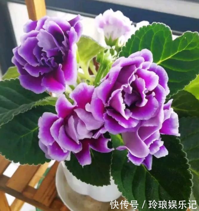 旺财|4种花好养易活，旺财又养人，开花喜庆又好养，满屋飘香！