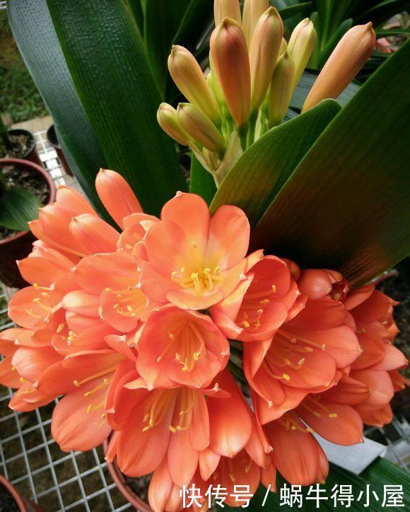 生根|养君子兰用点它,三天生根,10天就发新叶,植株健壮挺拔