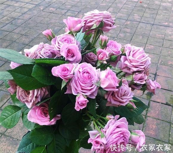 6种“网红”月季,专为阳台而生,养一盆1年365天都有花赏!