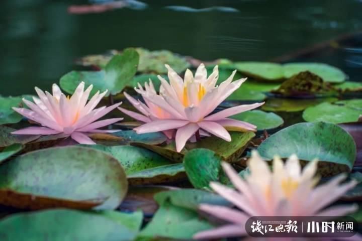 三潭印月|美炸了!三潭印月睡莲中的“大姐大”王莲,开了今年的第一朵花