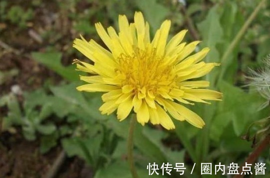 野菜|农村“最憋屈”的几种野菜，明明全身都是宝，却总是被人忽视掉