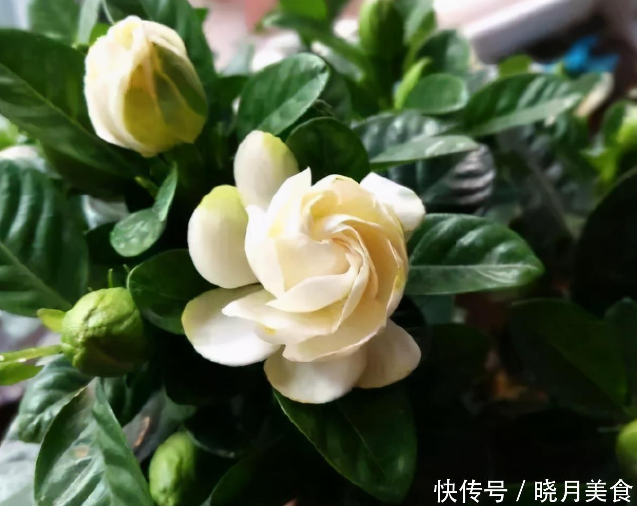 栀子花的花蕾开不了?做好一点,叶子水灵灵,花苞完美绽放