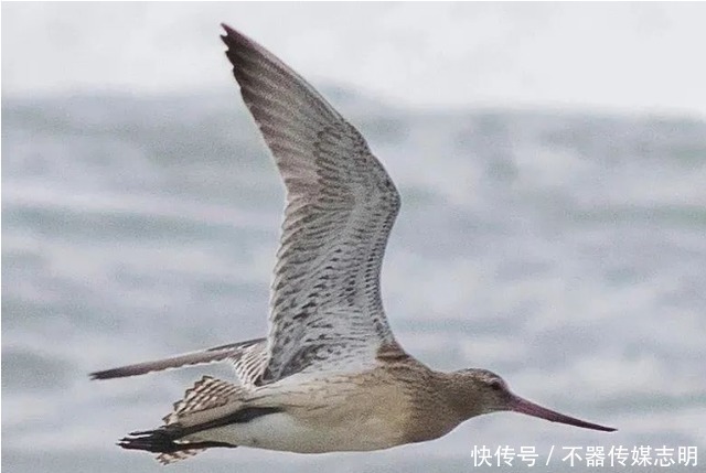 蜻蜓不足1克重飞了6400公里,横穿印度洋,打破生命极限值