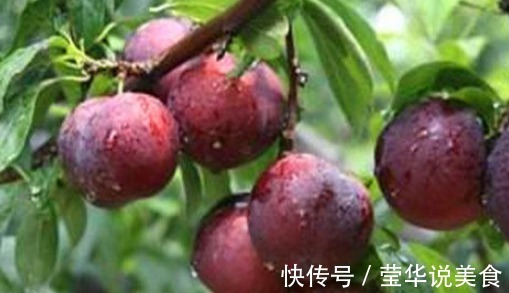 白刺果|想长寿要会吃,多吃的食物,降压减脂,净化血管,有益健康