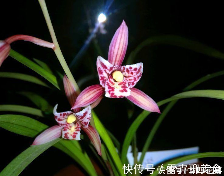 兰花施肥，掌握1句“口诀”，新芽“蹭蹭”冒，花朵“呼呼”开