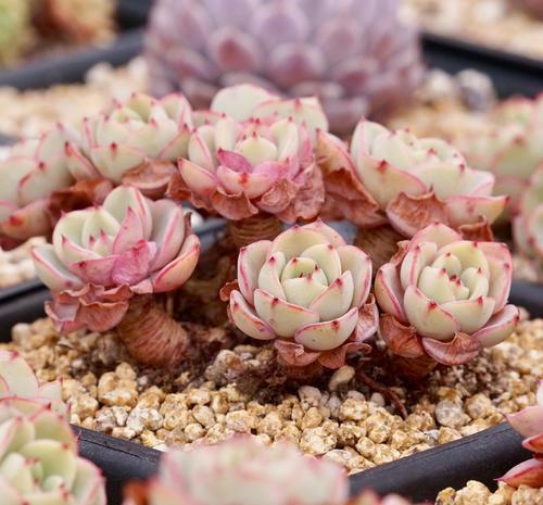 常见的景天科石莲花属多肉品种 图鉴赏析及养护方法 快资讯