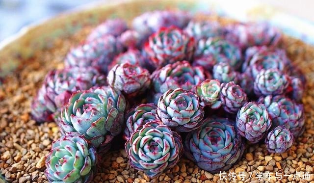 这5款多肉植物适合新手种,扔土里就能活,一年长一大群!