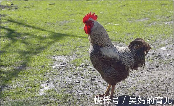 生肖鸡|命中注定“富贵鸡”：越老越有福，尤其是69年的生肖鸡！