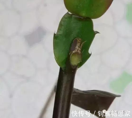 蟹爪兰用它嫁接2米高,一学就会,花量暴增还不烂根!