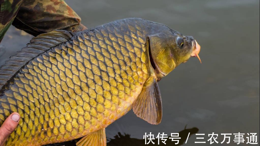 降温钓不到鱼？分3种情况，这2种情况不去钓鱼是浪费