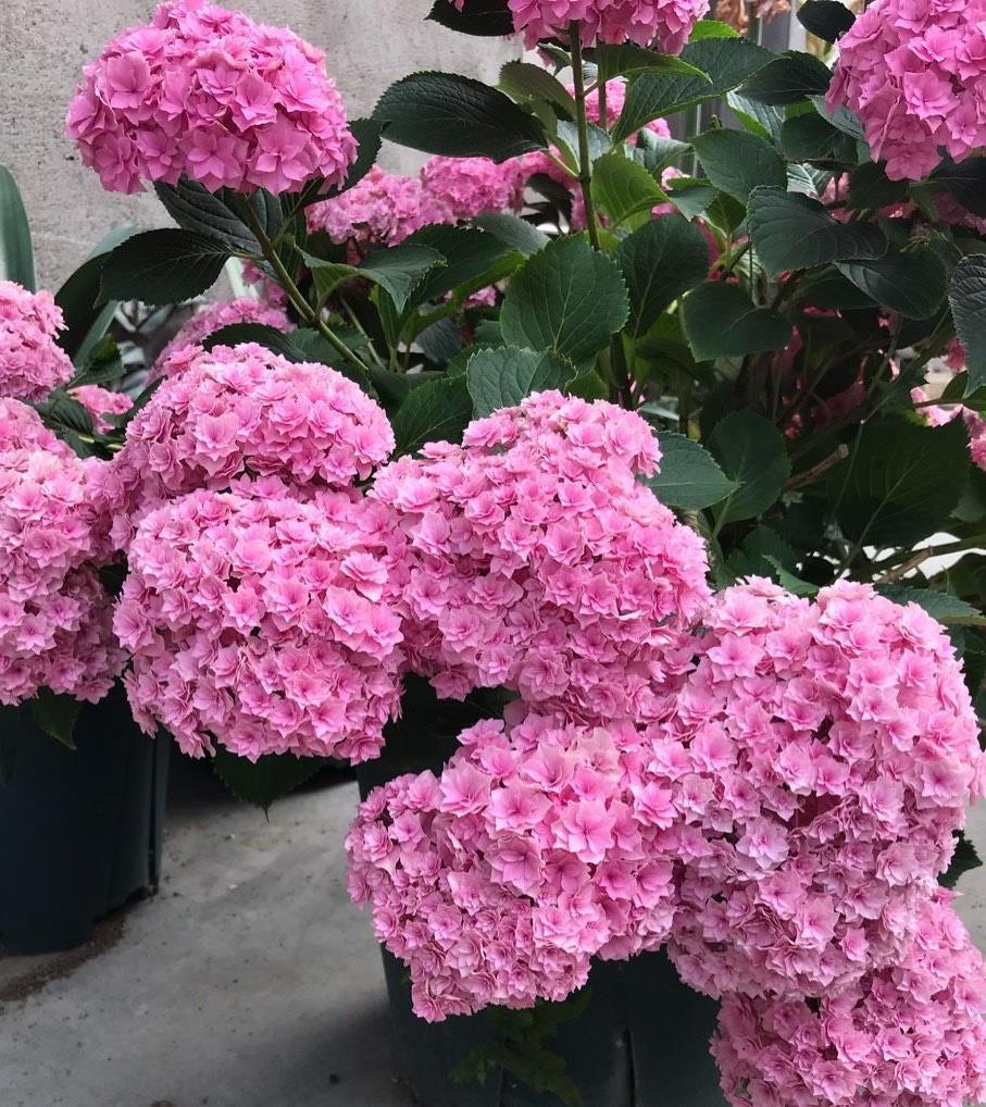 花儿|秋季,3种花别修剪,才能让它顺利长得更旺盛,花更多
