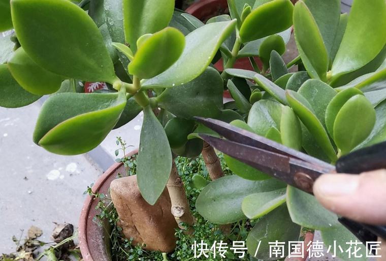 家庭养玉树:多注意4项事,长得枝叶繁茂,格外出彩