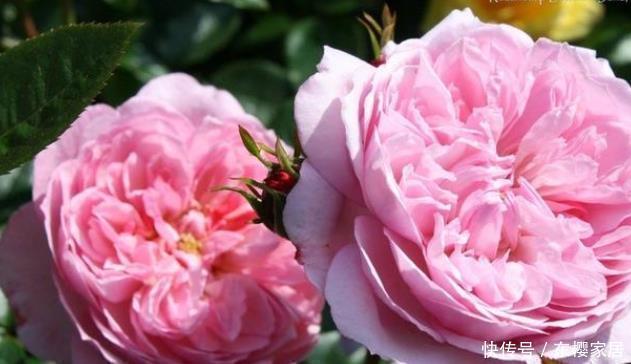 20款露台月季品种,超级丰花、适合露台、阳台盆栽,皮实好养