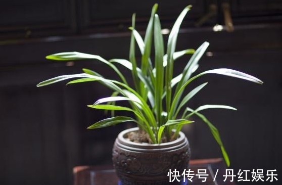 光照|兰花长势旺盛不开花,教你4个小“妙招”,轻轻松松开爆盆!