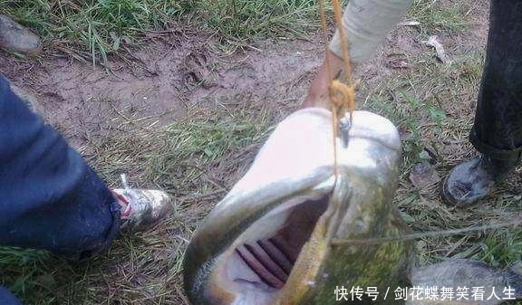 农村一小伙钓鱼惊动水库老板,钓起来的鱼惊呆了所有人!