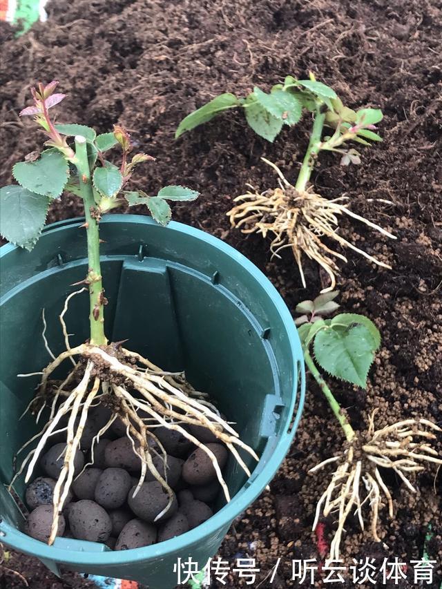 扦插月季不生根？用这捂一捂，过几天“冒白根”，变成月季大户