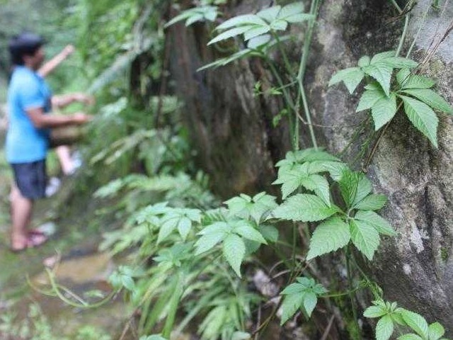 林子里|水沟旁的一野草,竟被称为“南方人参”,得三高的不用多吃药了