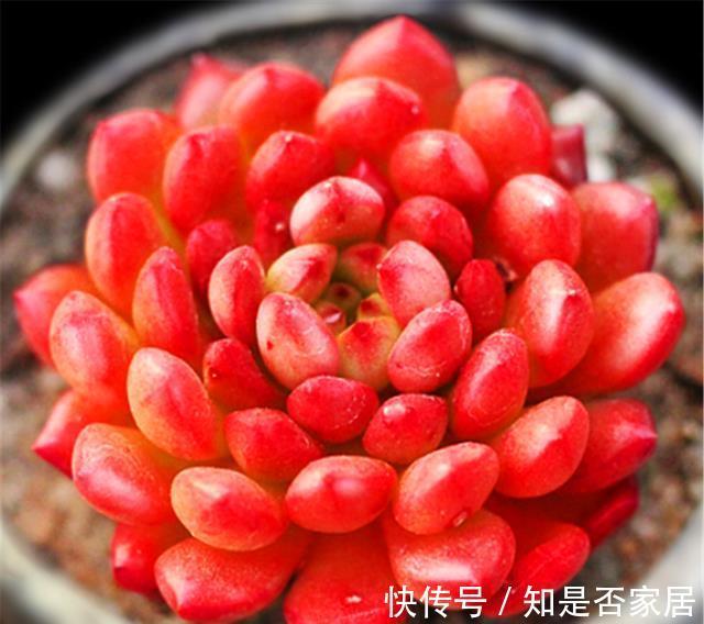 口诀|夏天养多肉红宝石,牢记3句口诀,不褪色叶子肥,火红喜庆颜色亮