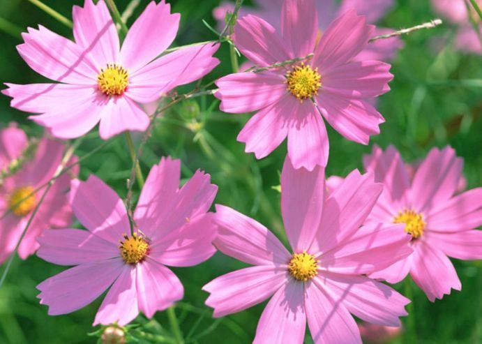 春天就养此款植物,丢到阳台,四季有花开,花香四溢飘满屋