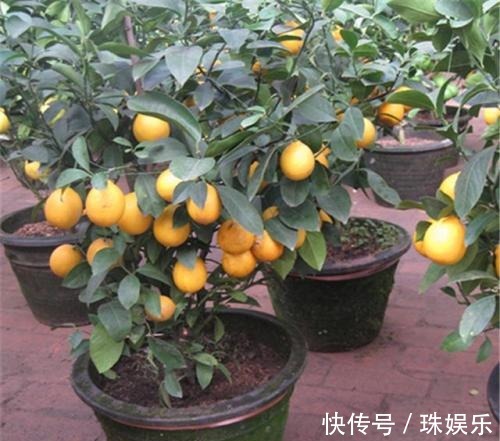 种植|阳台别只种花草,试试种盆栽果树,养护简单易结果,想吃随手摘