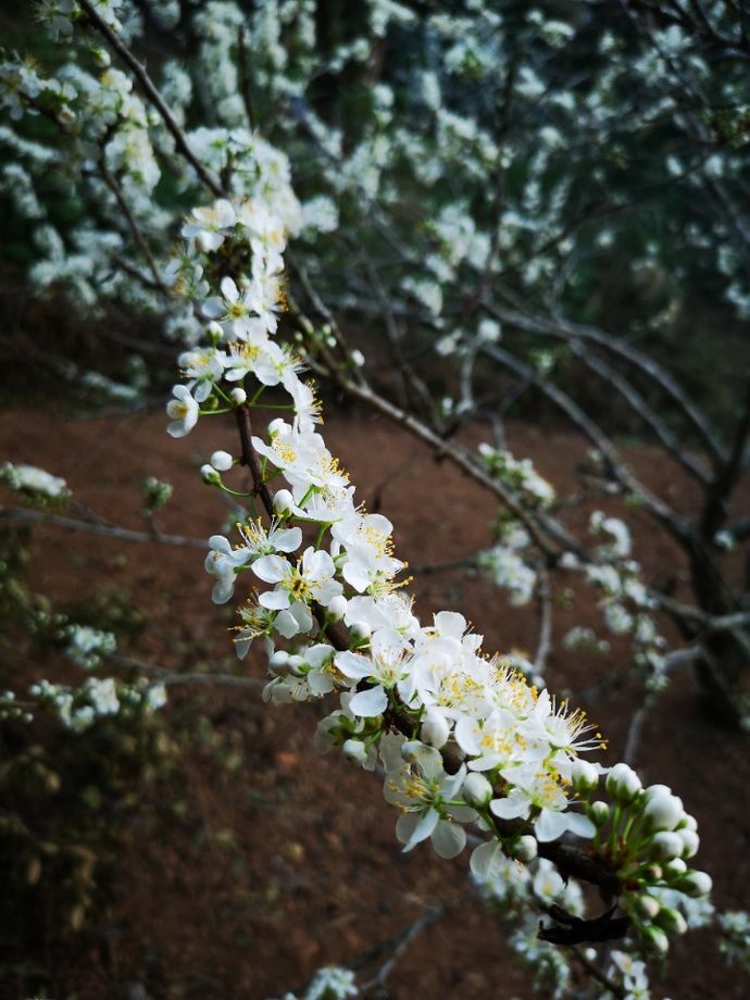 老年|重庆巫溪：李花盛开白如“雪”