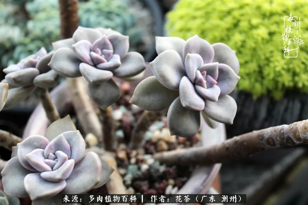 放松心情,静享愉悦,阳光下的多肉是最美的!